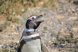 Penguins in Punta Tombo, Chubut, Argentina.