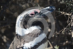 Penguins in Punta Tombo, Chubut, Argentina.