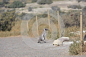 Penguins in Punta Tombo, Chubut, Argentina.