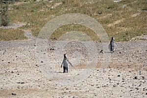 Penguins in Punta Tombo, Chubut, Argentina.