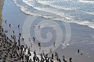 Penguins in Punta Tombo, Chubut, Argentina.