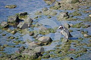 Penguins in Punta Tombo, Chubut, Argentina.