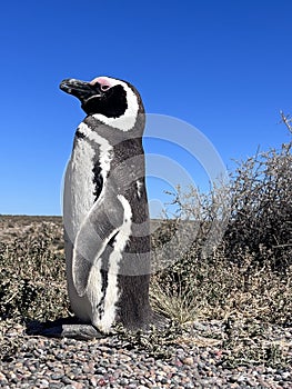 Penguins in Punta Tombo, Chubut, Argentina.