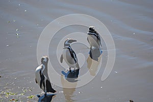 Penguins in Punta Tombo, Chubut, Argentina