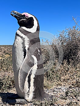 Penguins in Punta Tombo, Chubut, Argentina