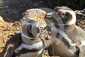 Penguins in Punto Tombo, Argentina. photo