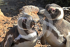 Penguins in Punto Tombo, argentinian Patagonia. photo