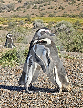 Penguins in Punto Tombo, argentinian Patagonia. photo