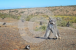 Penguins in Punto Tombo, argentinian Patagonia. photo