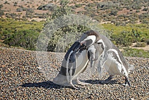 Penguins in Punto Tombo, argentinian Patagonia. photo