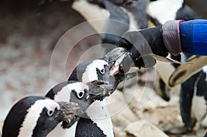 penguins queing for food