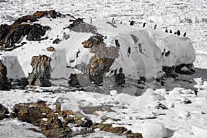 Penguins resting