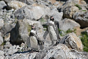 Penguins on rocks - Humboldt penguin.