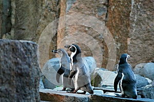 Penguins and rocks. Penguins and rocks.. The Humboldt Penguin Spheniscus humboldti is a flightless bird.