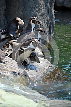 Penguins on rocks by water
