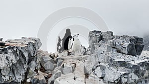 penguins on the rocky coast of the Antarctic peninsula at cloudy weather