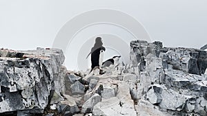 penguins on the rocky coast of the Antarctic peninsula at cloudy weather