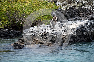 Penguins roost on the coast.Ecuado