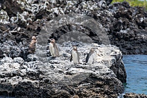 Penguins roost on the coast.Ecuado