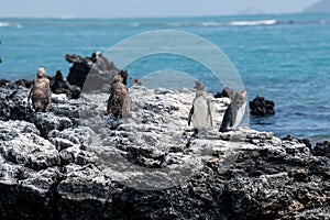 Penguins roost on the coast.Ecuado