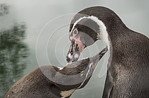 Penguins in a Russian zoo.