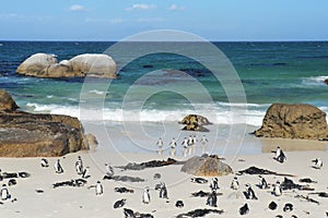 Penguins on the savage beach at Cape of good hope reserve