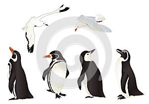 Penguins and Seagulls