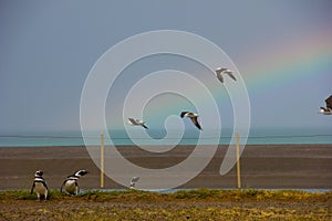Penguins and seagulls with a beautifull rainbow. photo