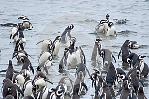 Penguins in shoal