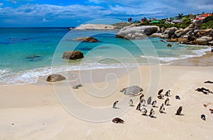 Penguins at Simons Town photo