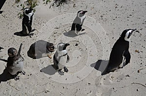 Penguins at Simonstown, South Africa - 1