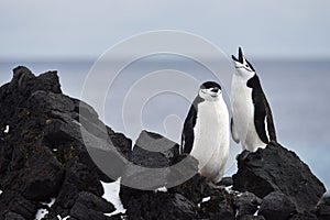 Penguins singing, Chinstrap Penguins, Visokoi Island