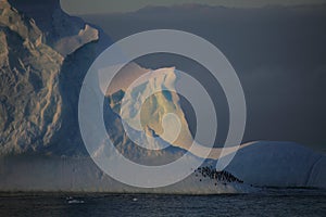 Penguins sleeping on iceberg of Antarctica