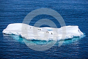 Penguins on a small iceberg in Antarctica