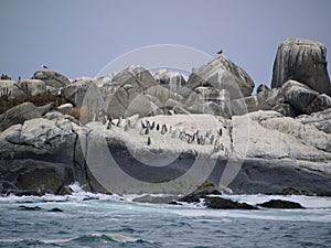 Penguins on a small island Isla Los Pinguinos Cachagua in Chile