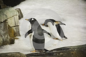 Penguins in the snow at the Montreal Biodome in Montreal Quebec Canada photo