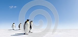 Penguins on snowy landscape