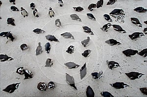 Penguins in South Africa. Top view of penquins on the beach.
