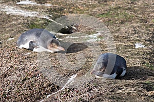 Penguins in the South Island, New Zealand