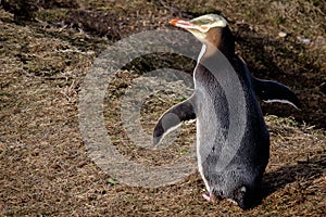 Penguins in the South Island, New Zealand