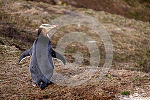 Penguins in the South Island, New Zealand