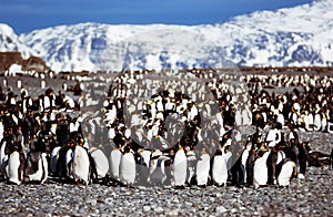 Penguins in South Pole