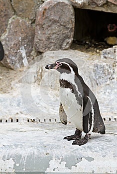 Penguins ,Sphenisciformes