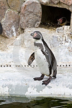 Penguins ,Sphenisciformes photo