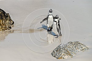Penguins (Spheniscus Demersus)
