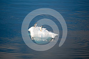 Two penguins - gentoo penguins - Pygoscelis papua - drifting on ice floe in sun in dark Southern Ocean at Neko Harbour, Antarctica