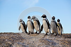 Penguins standing on rock