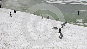 Penguins at station Scientific Antarctic Station Academician Vernadsky.