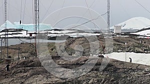 Penguins at station Scientific Antarctic Station Academician Vernadsky.