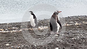 penguins on the stone coast of the Antarctic peninsula at cloudy weather